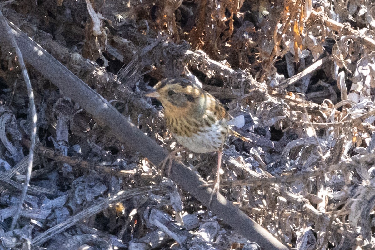 Nelson's Sparrow - ML644775388