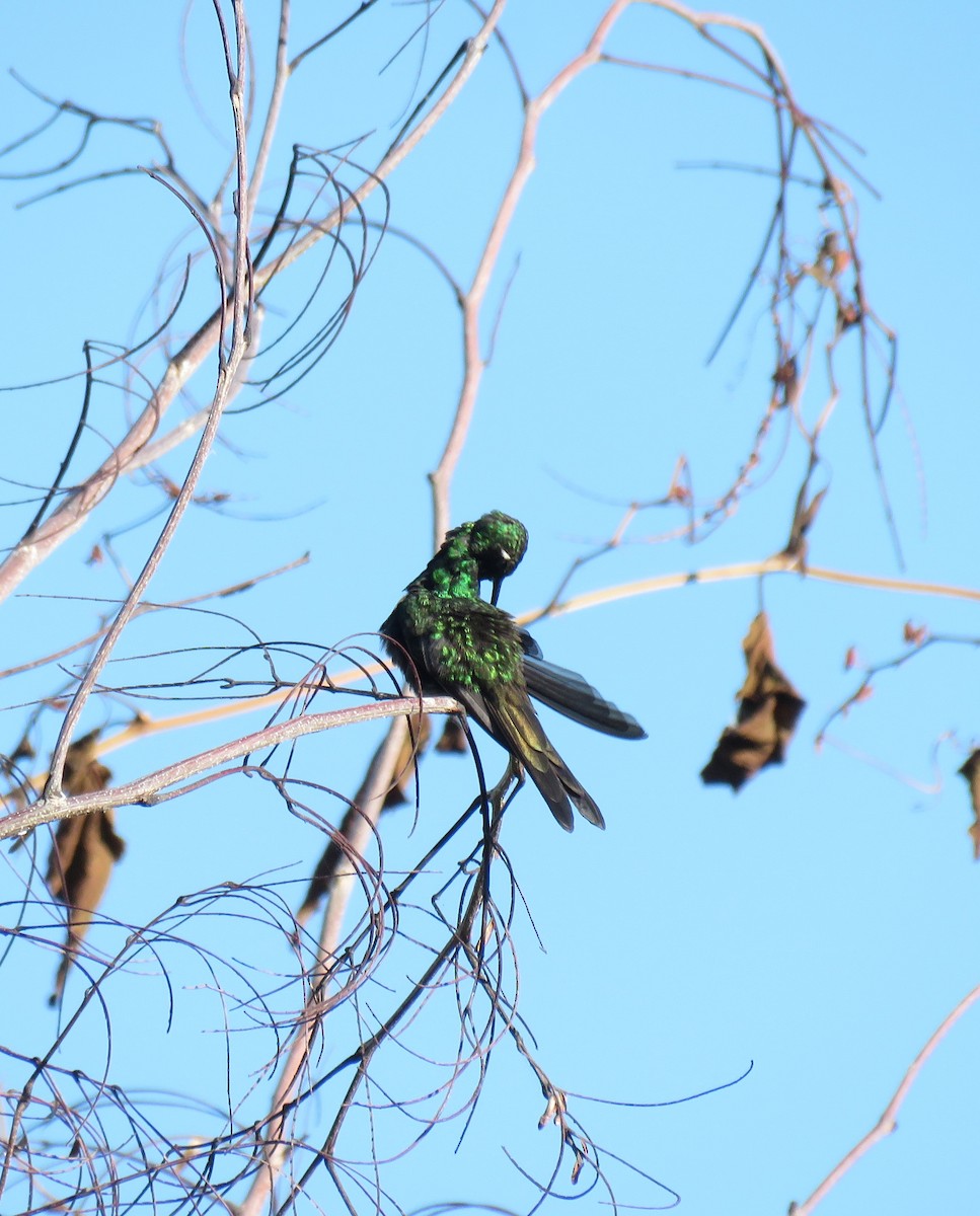 Cuban Emerald - ML644775389