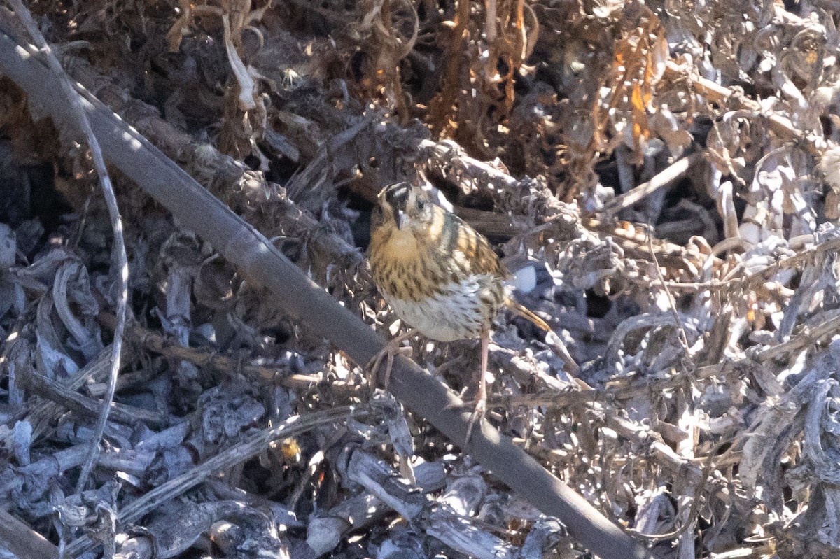 Nelson's Sparrow - ML644775391