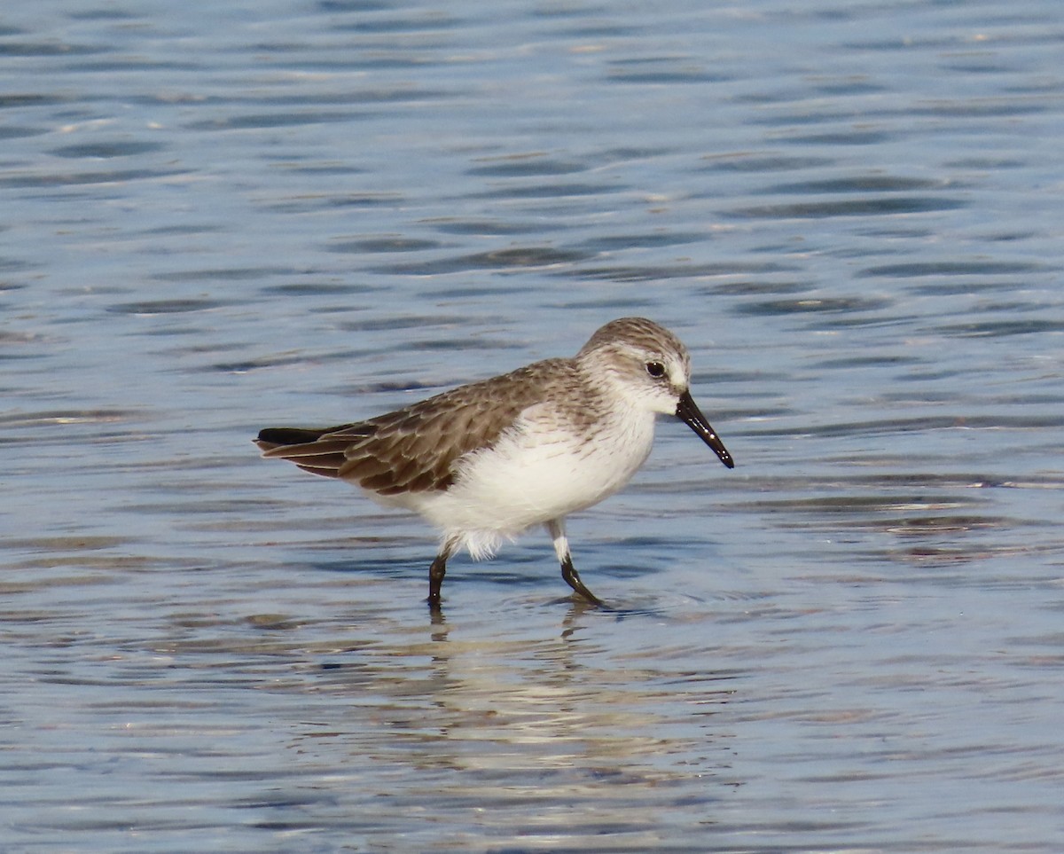 Gambecchio dell'Alaska - ML644775393