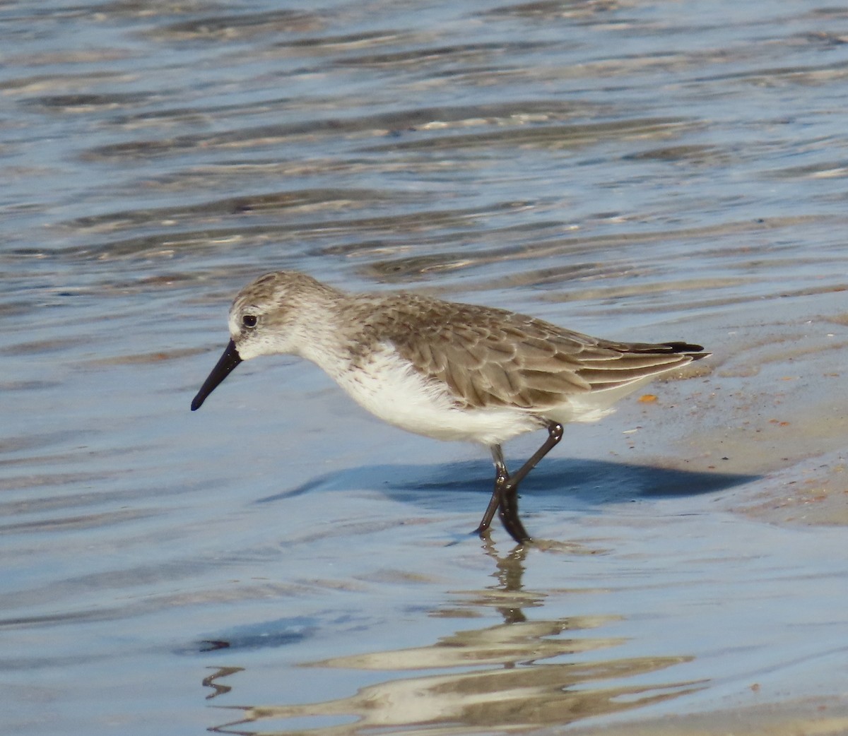 Gambecchio dell'Alaska - ML644775404