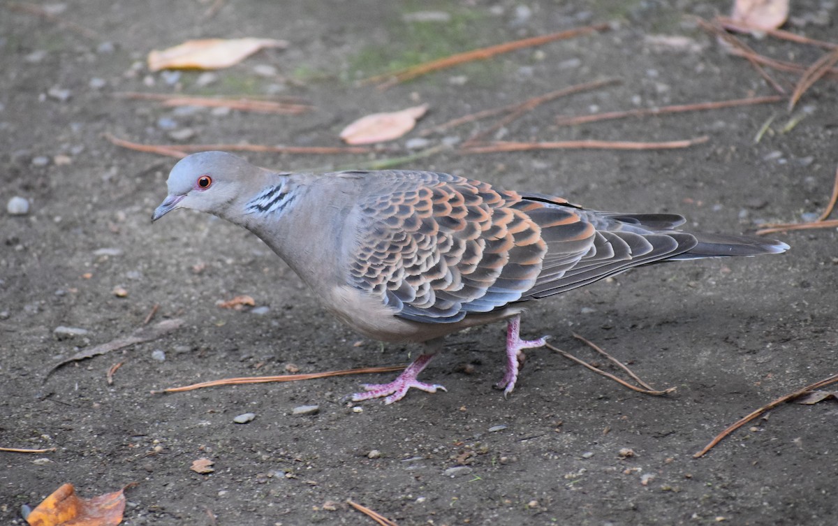 金背鳩 - ML644775409