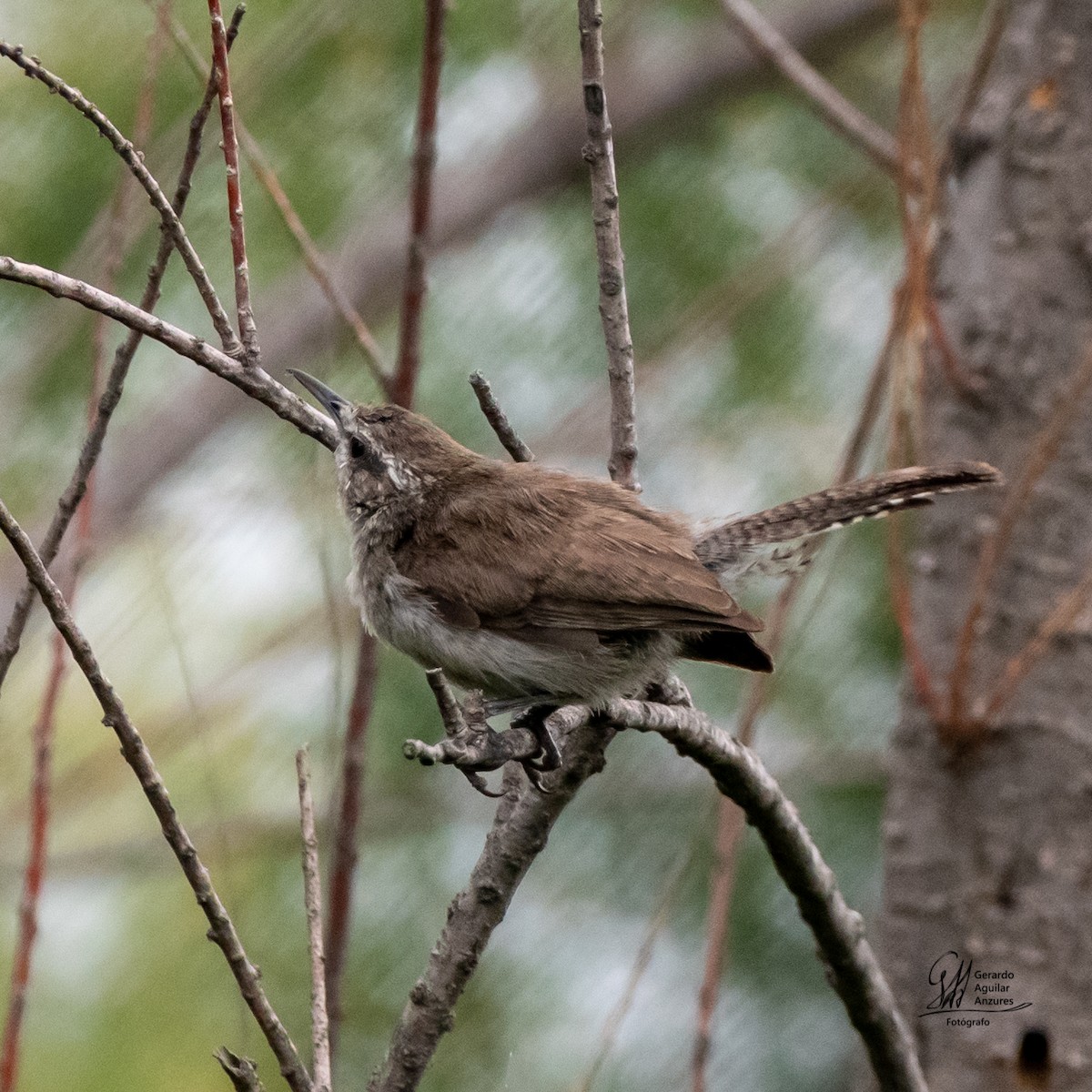 Підбуреник - ML644775410