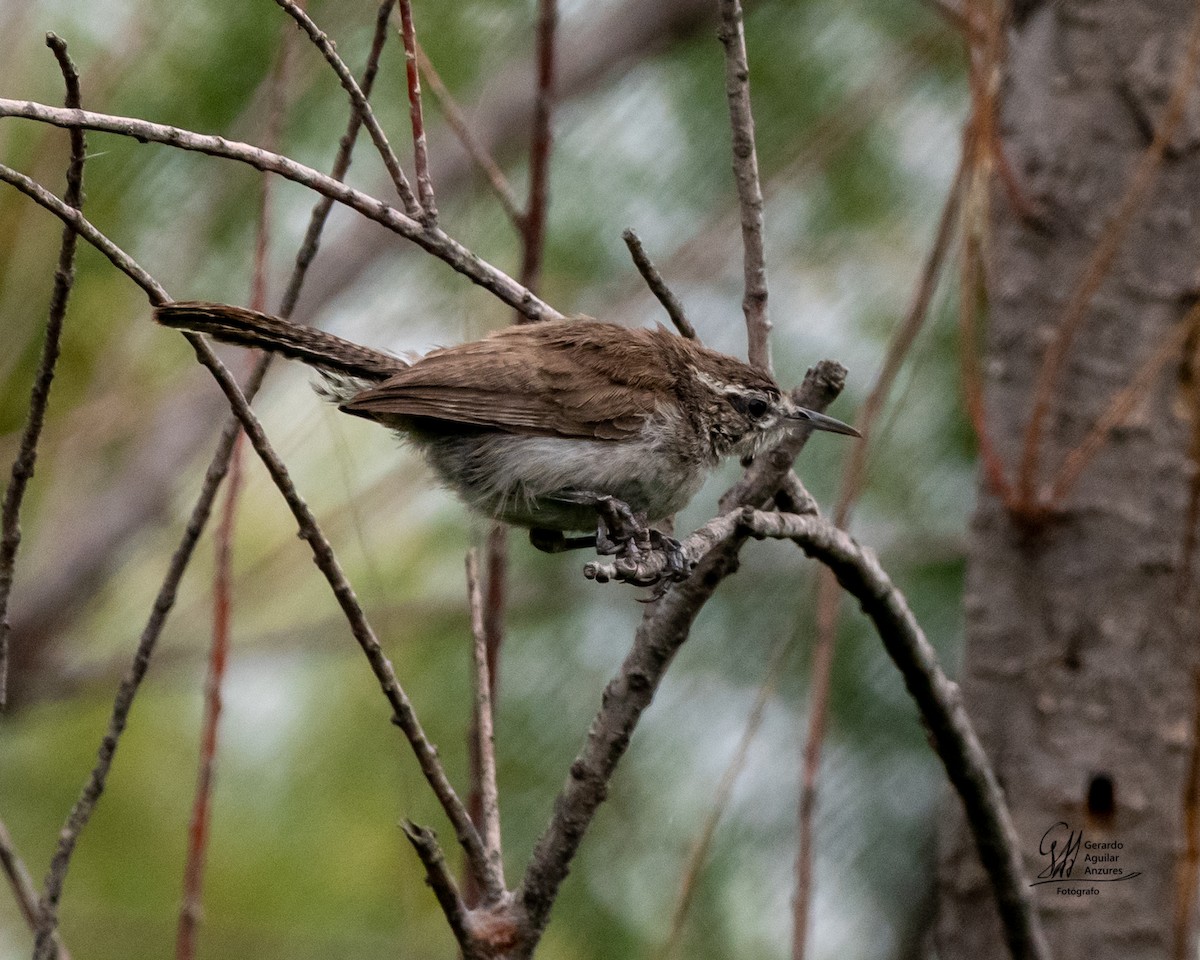 Підбуреник - ML644775413