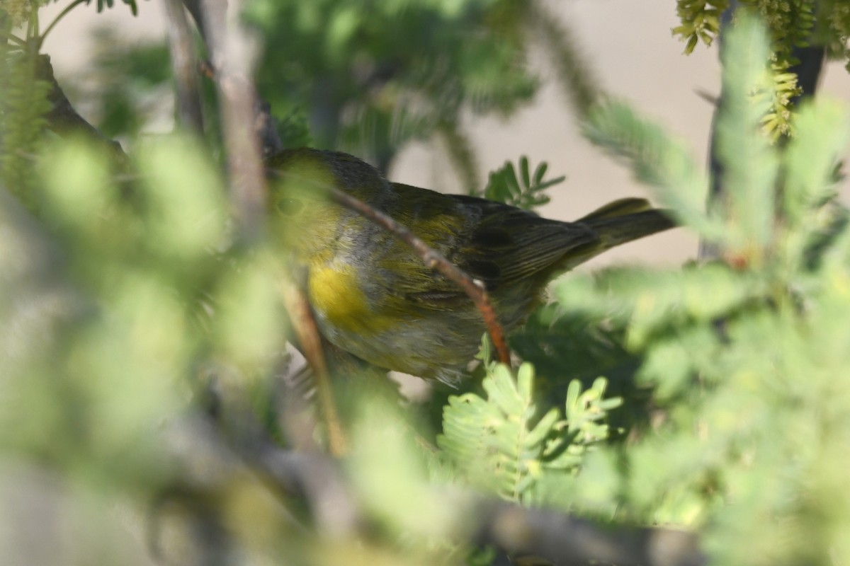 Northern/Mangrove Yellow Warbler - ML644775415