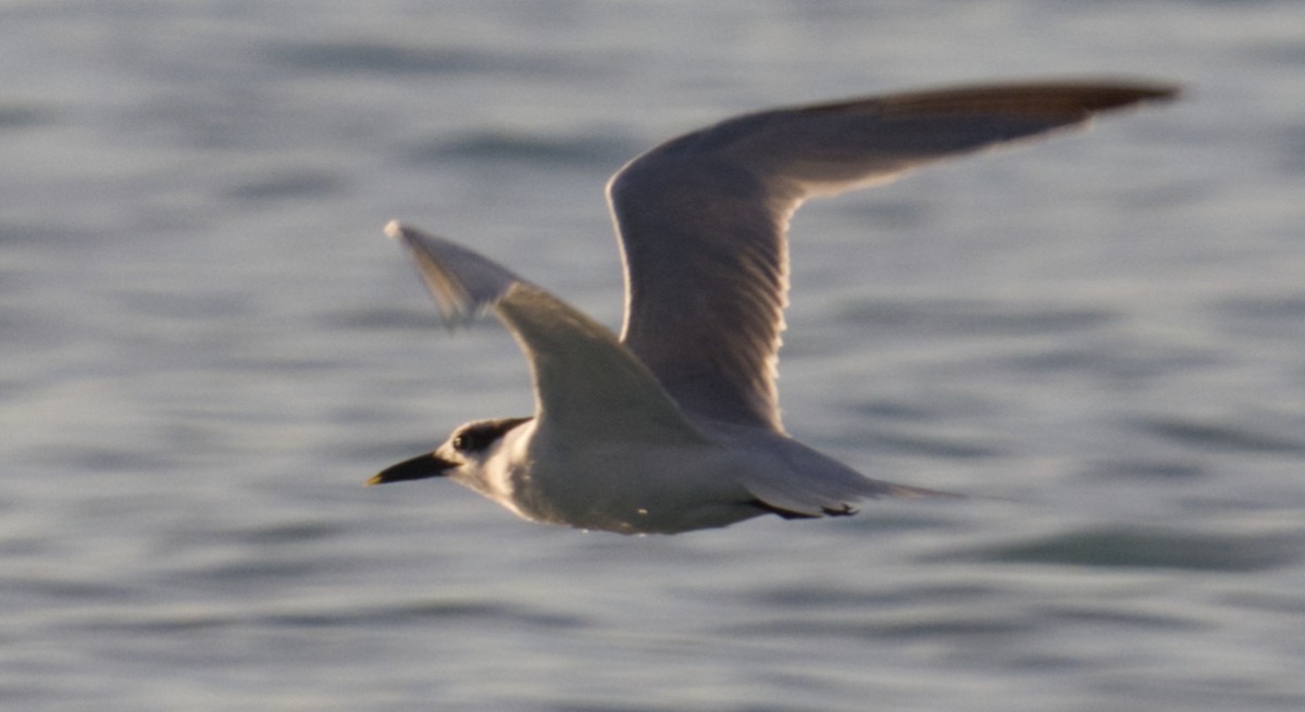Sandwich Tern - ML644775416