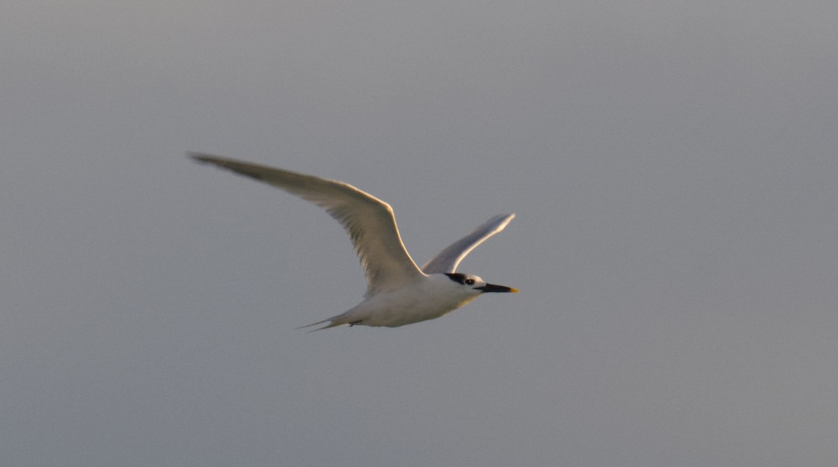 Sandwich Tern - ML644775417