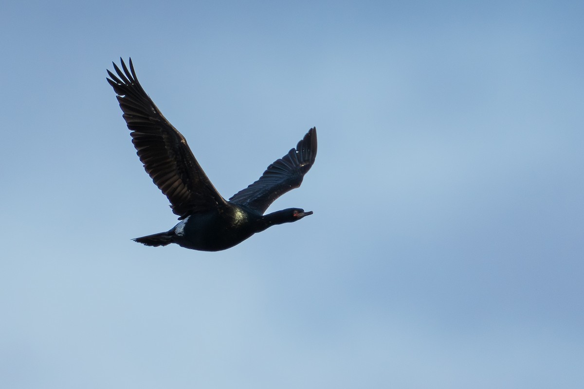 Pelagic Cormorant - ML644775419