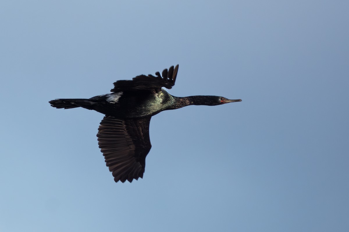 Pelagic Cormorant - ML644775421
