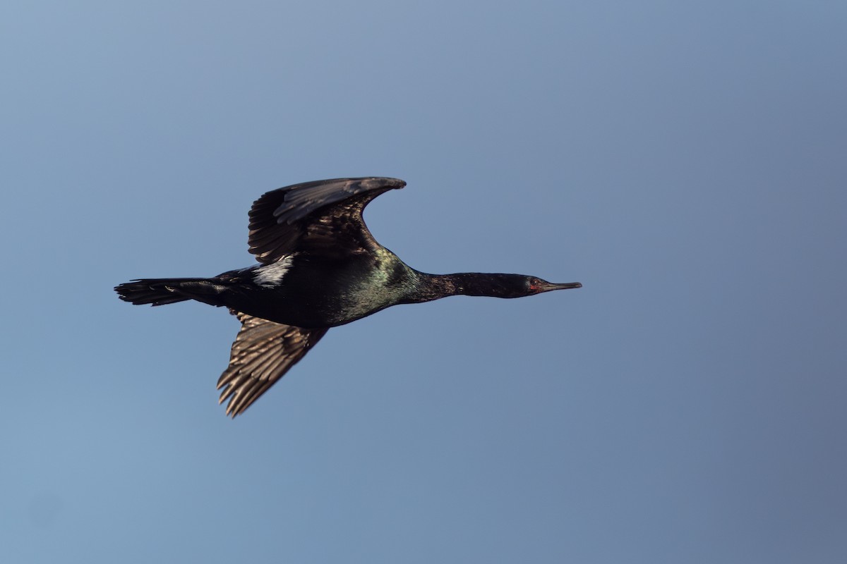 Pelagic Cormorant - ML644775422