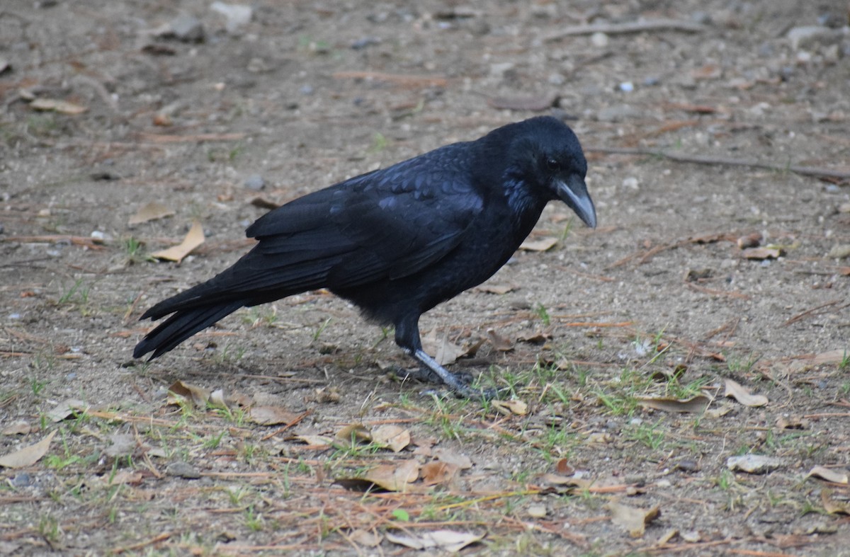 小嘴烏鴉 - ML644775435