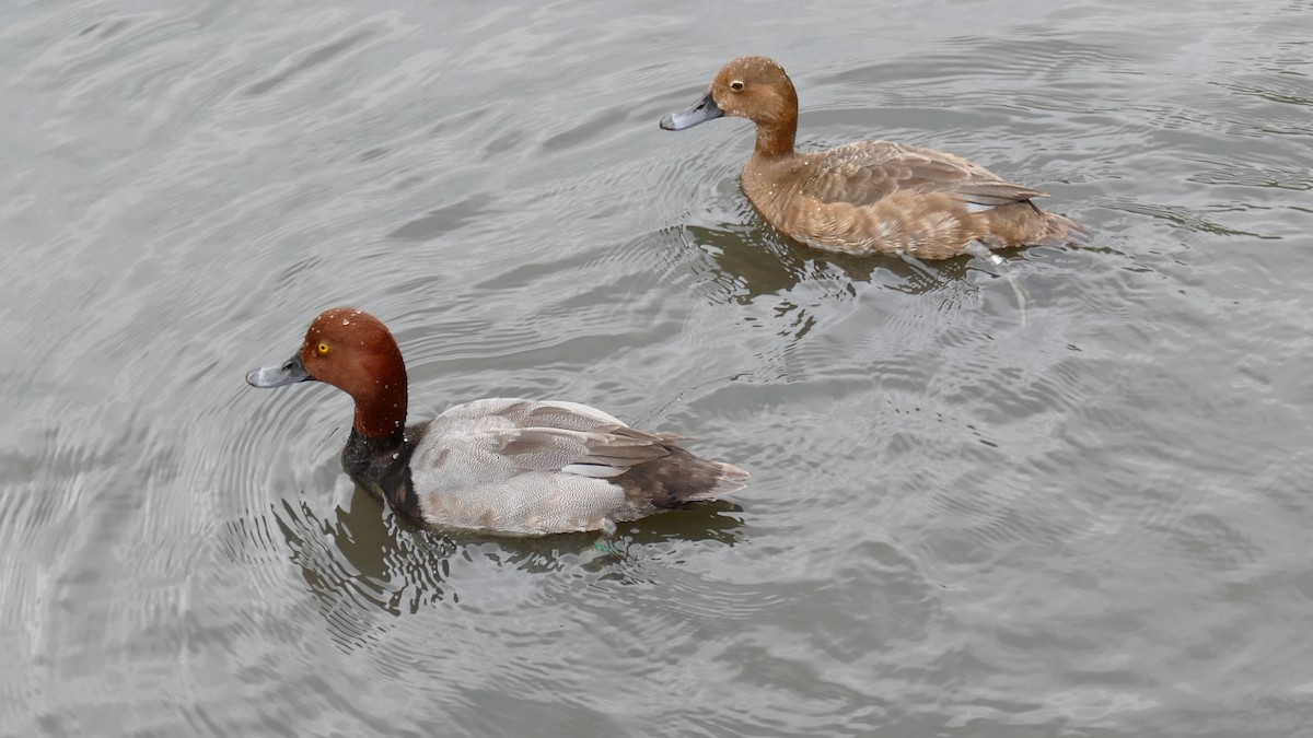 Common Pochard - ML644775436
