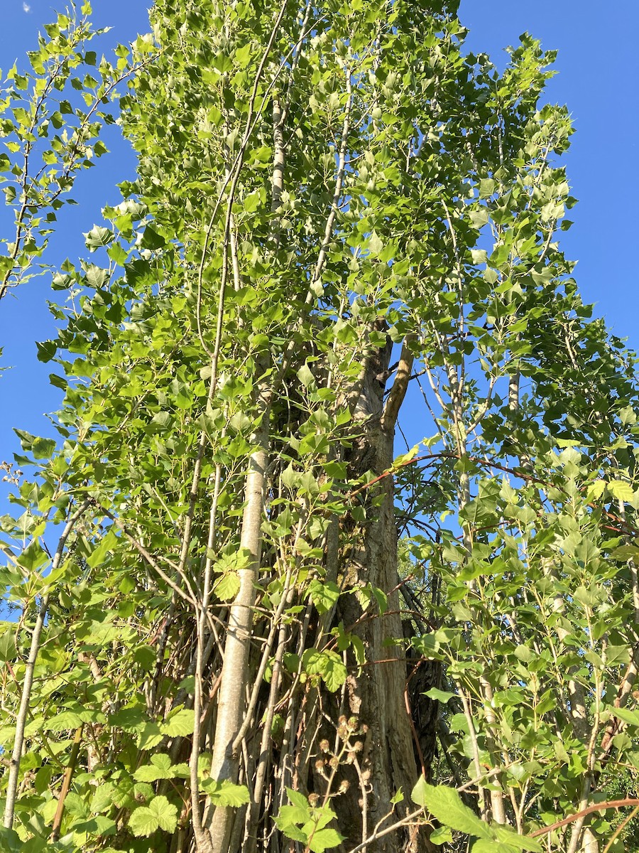 Northern Flicker - ML644775450