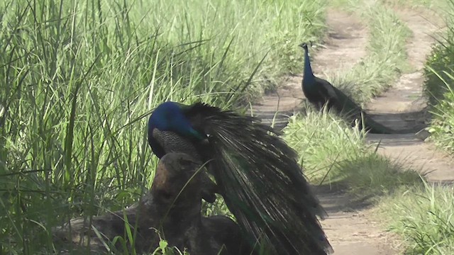 Indian Peafowl - ML644775453