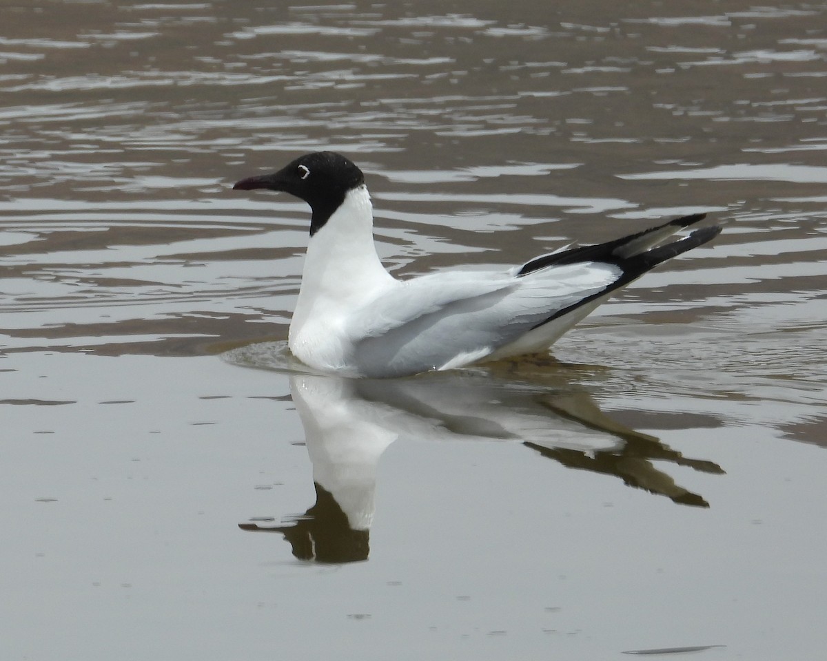 Andean Gull - ML644775466