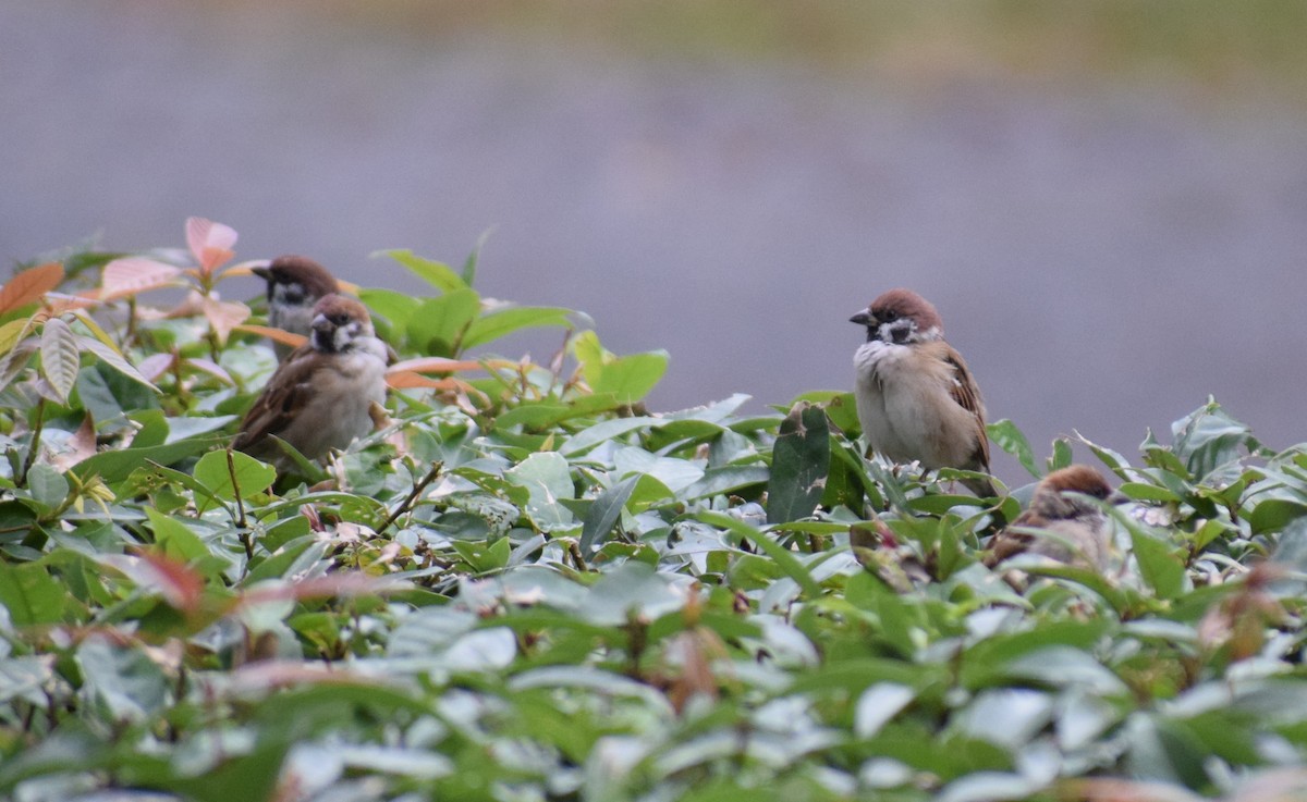 麻雀 - ML644775485