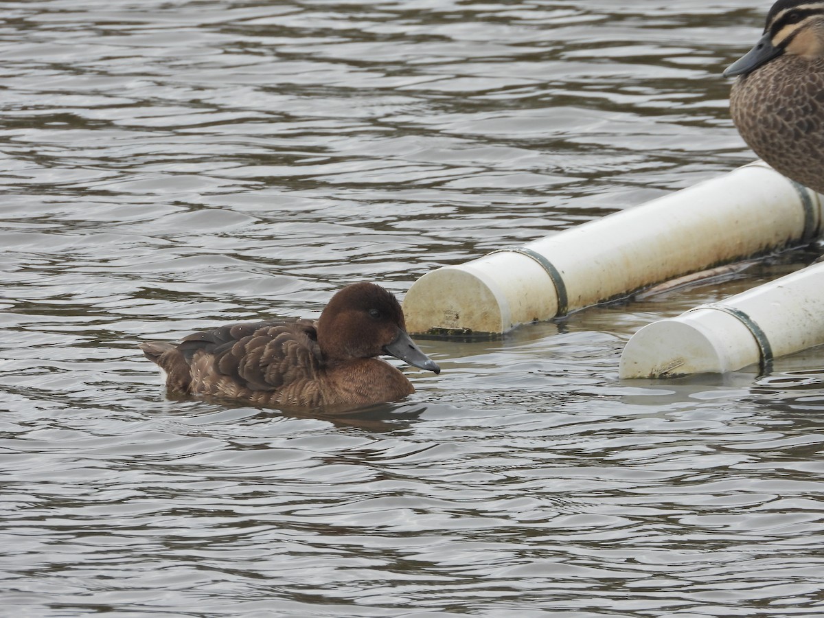 Hardhead - ML644775486