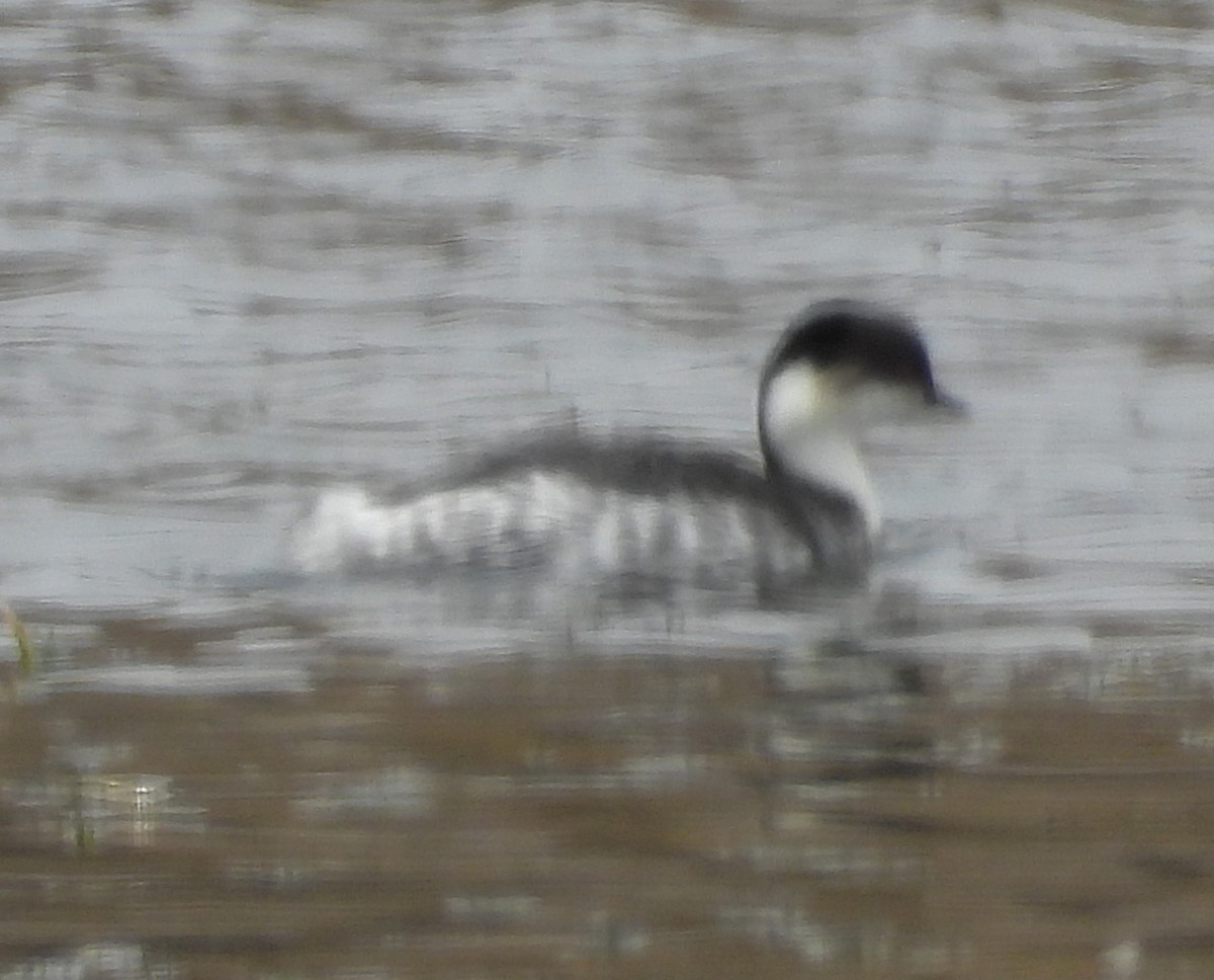 Silvery Grebe - ML644775490