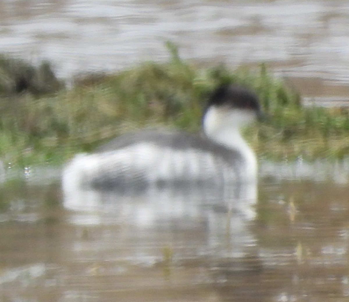 Silvery Grebe - ML644775491