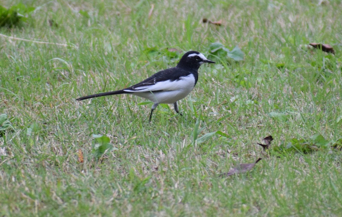 日本鶺鴒 - ML644775493
