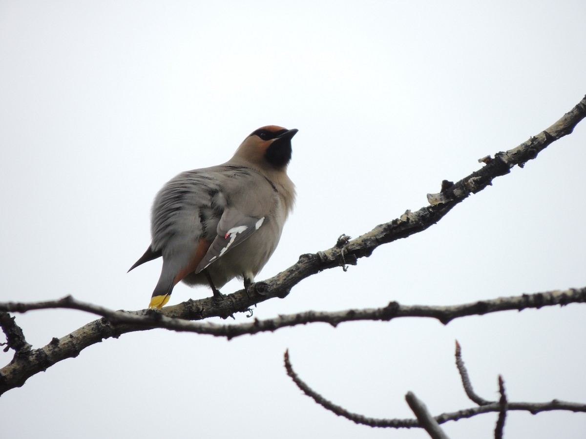 Jaseur boréal - ML644775495