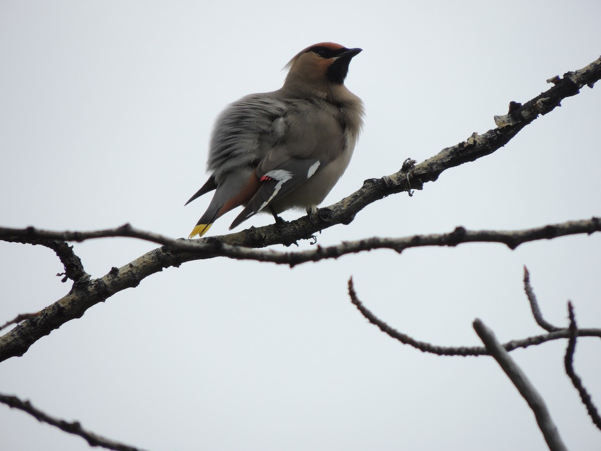 Jaseur boréal - ML644775496