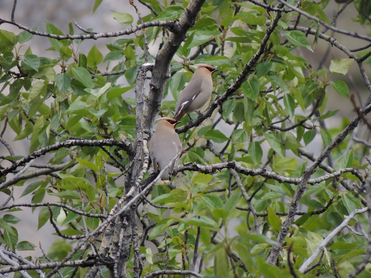 Jaseur boréal - ML644775497