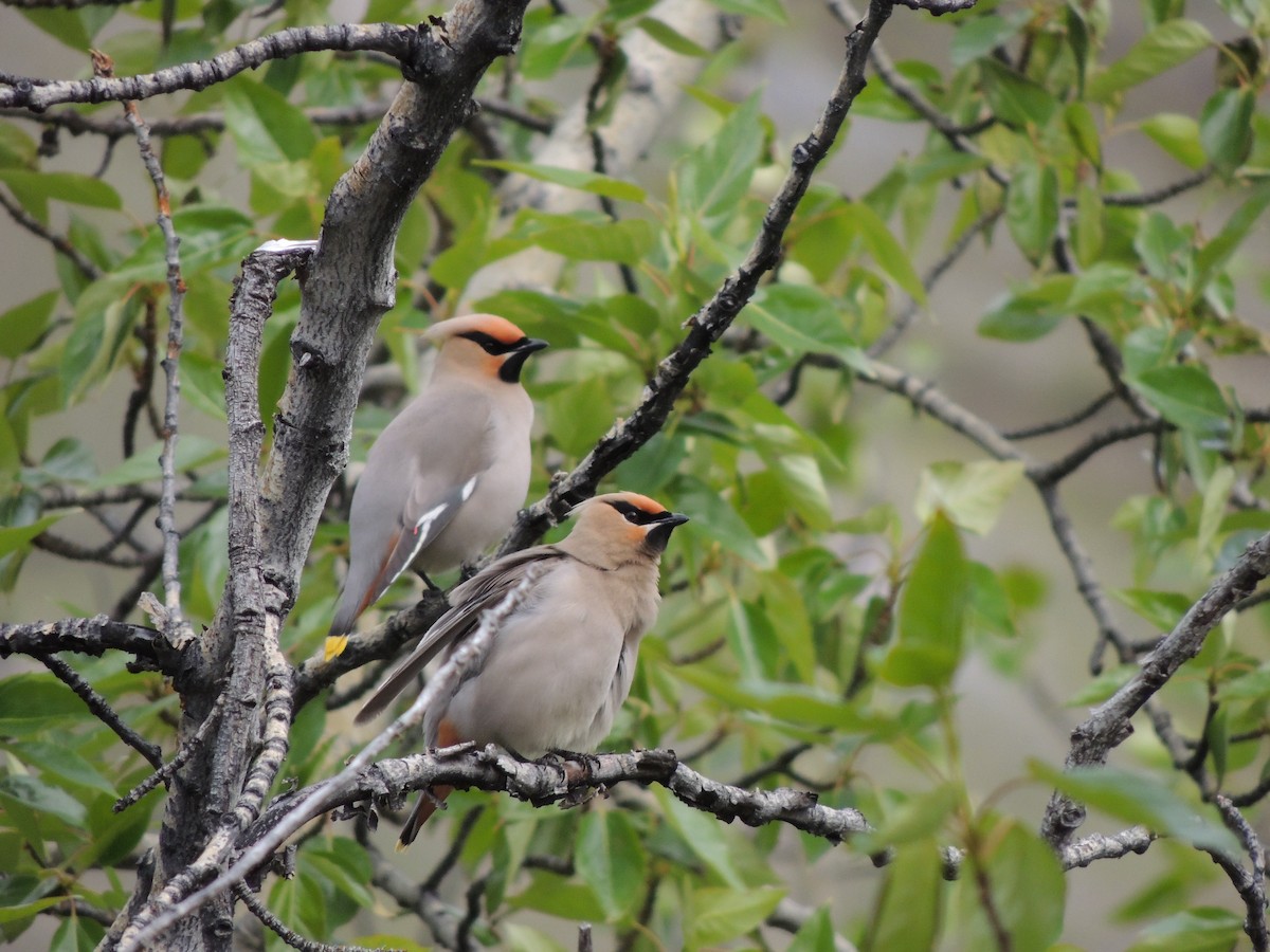 Jaseur boréal - ML644775498