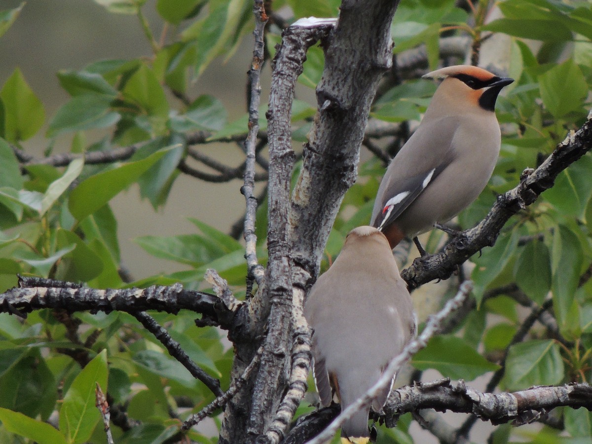 Jaseur boréal - ML644775499