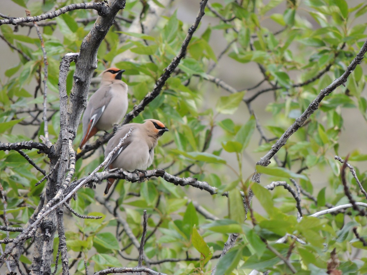 Jaseur boréal - ML644775500