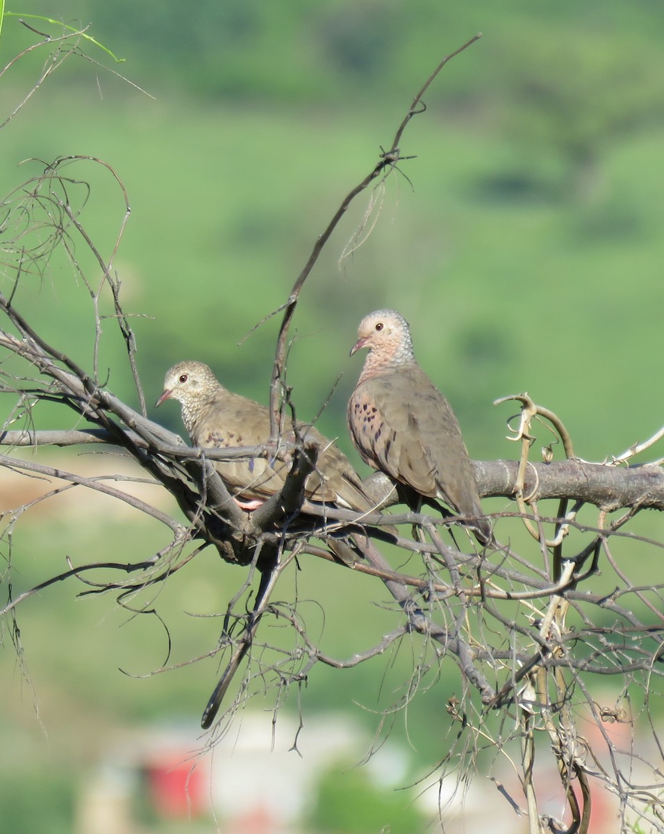 Common Ground Dove - ML644775501