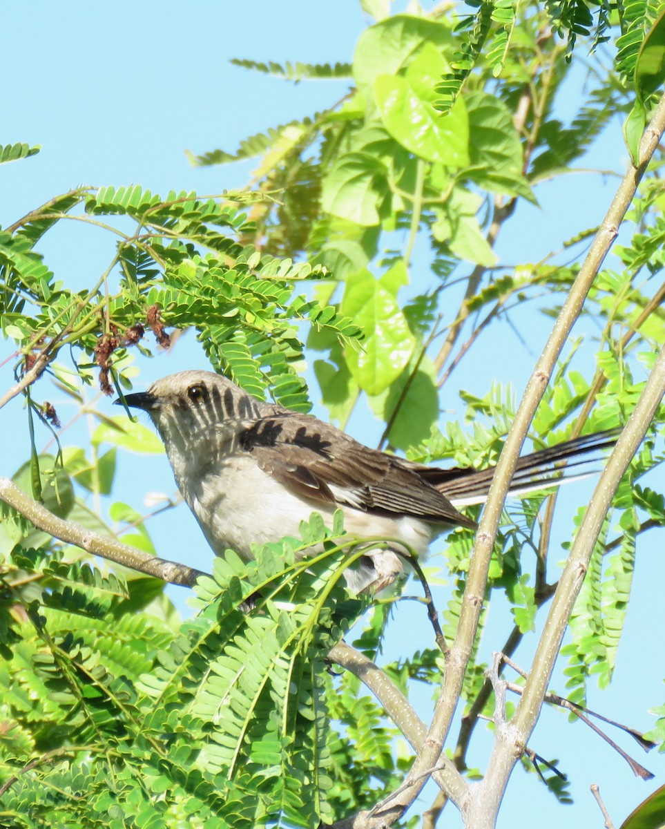 Northern Mockingbird - ML644775508