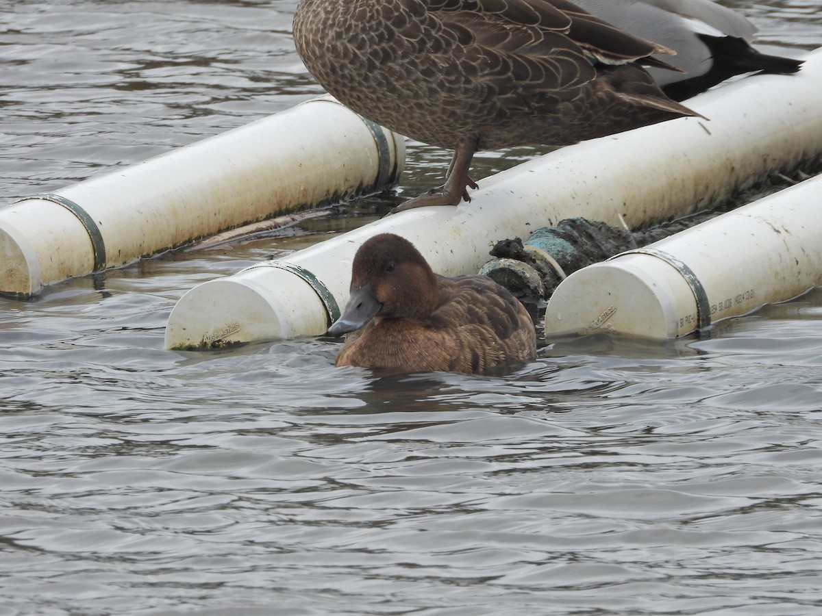 Hardhead - ML644775509