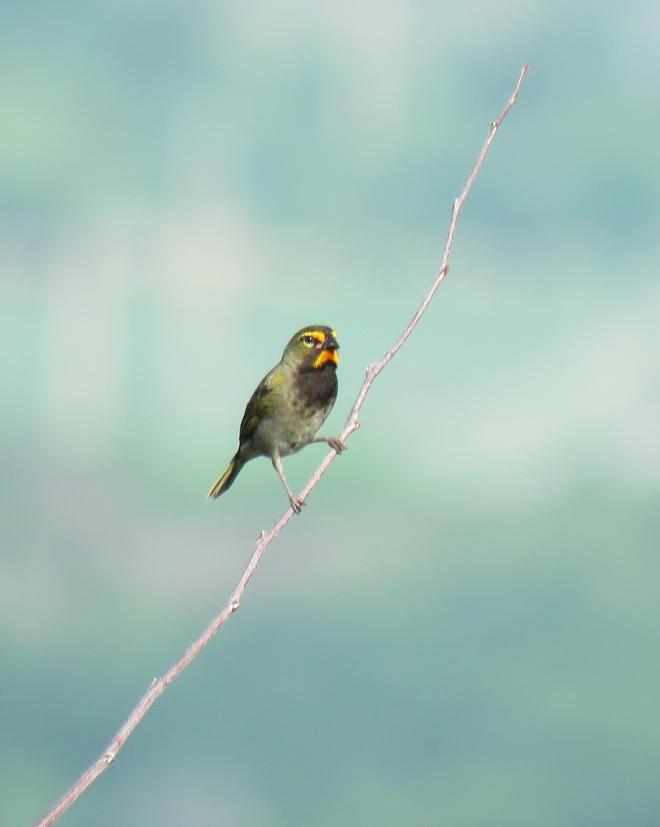 Yellow-faced Grassquit - ML644775513