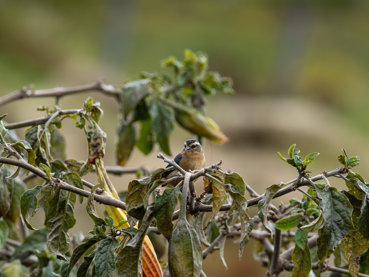 Cinereous Conebill - ML644775515