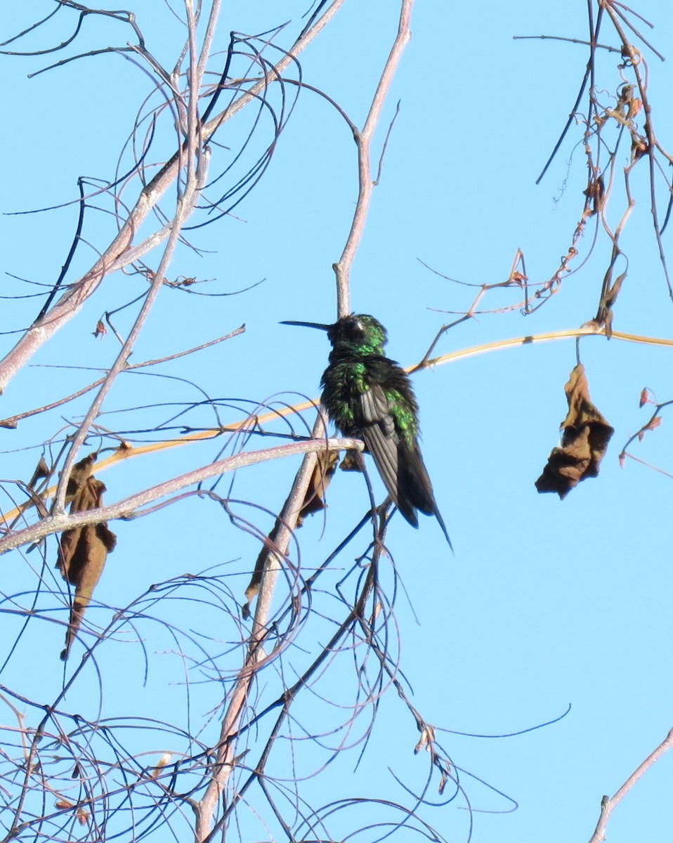 Cuban Emerald - ML644775516