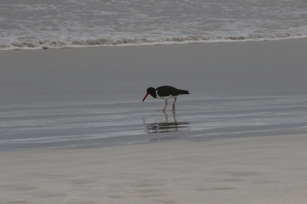 American Oystercatcher - ML644775517