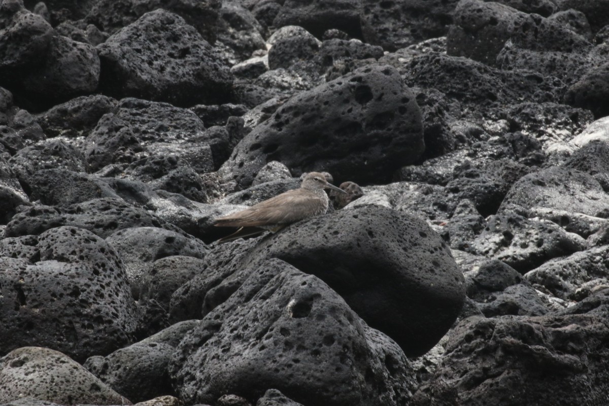Wandering Tattler - ML644775520