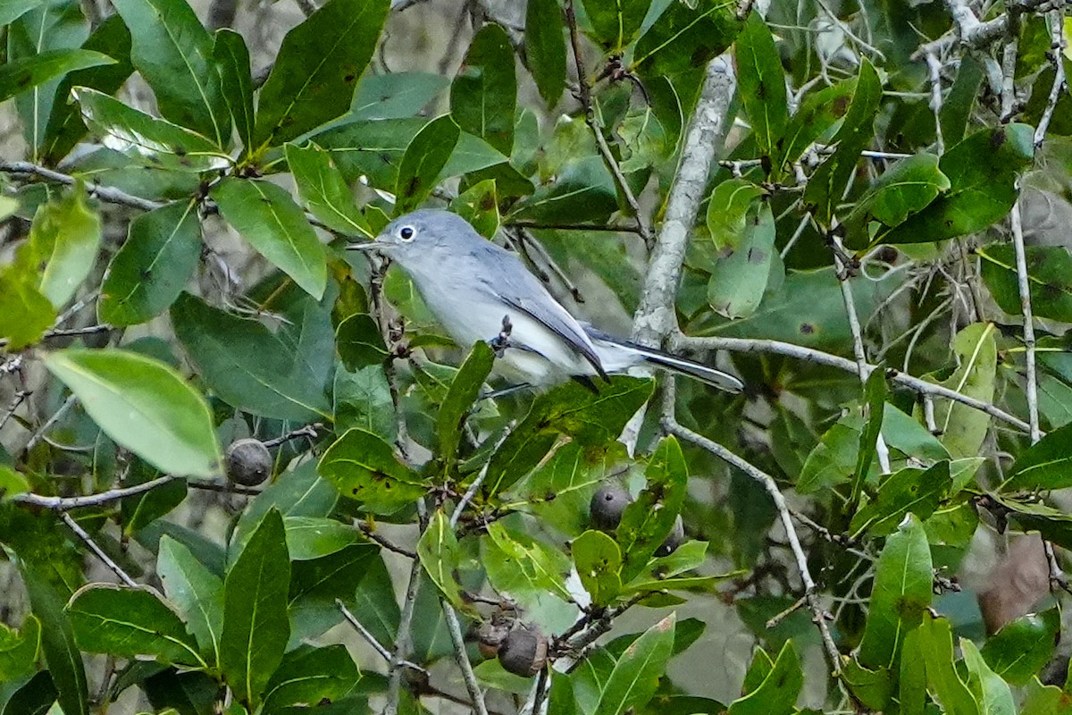 Blue-gray Gnatcatcher - ML644775521