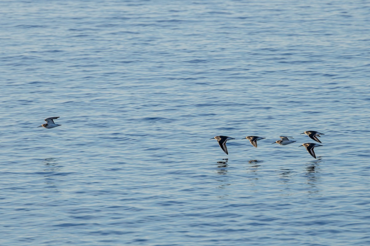 Dunlin - ML644775522