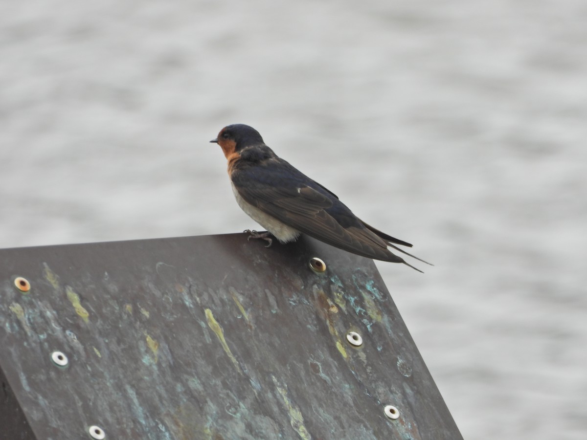 Welcome Swallow - ML644775524