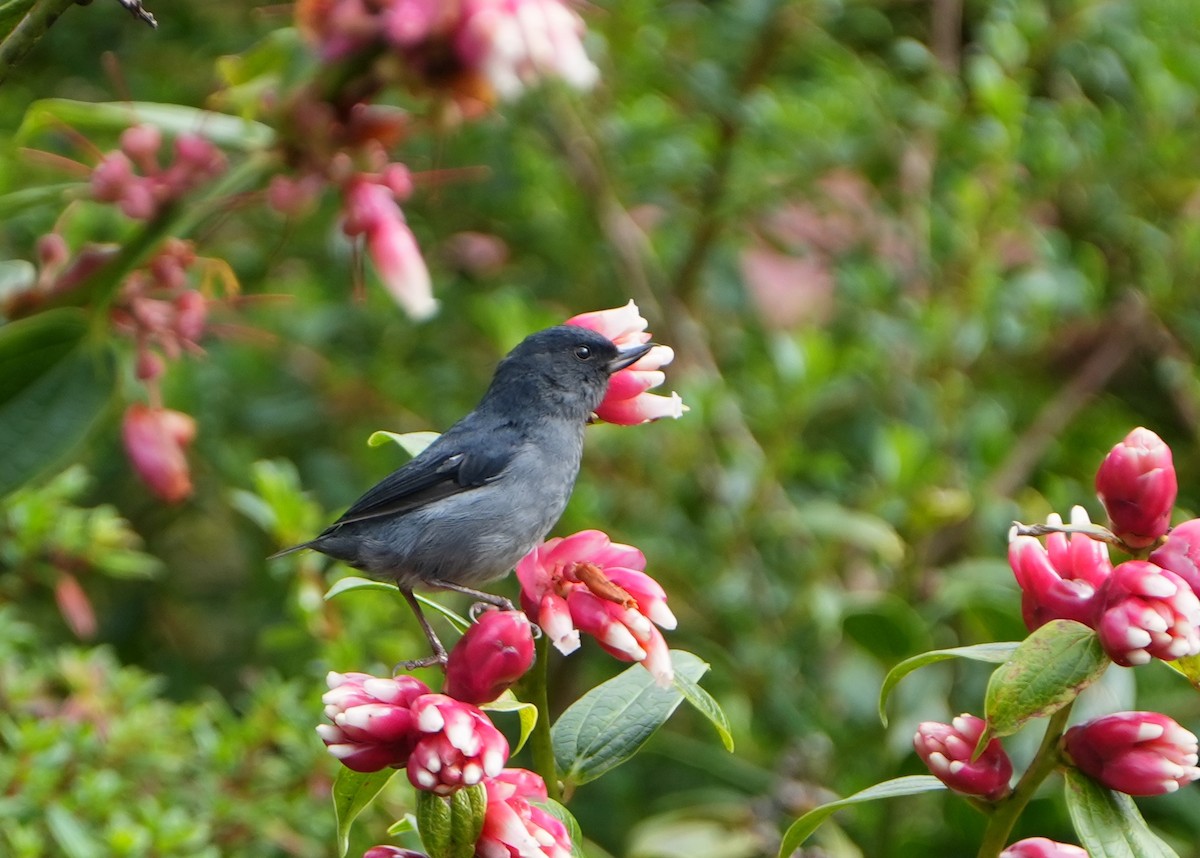 Slaty Flowerpiercer - ML644775527
