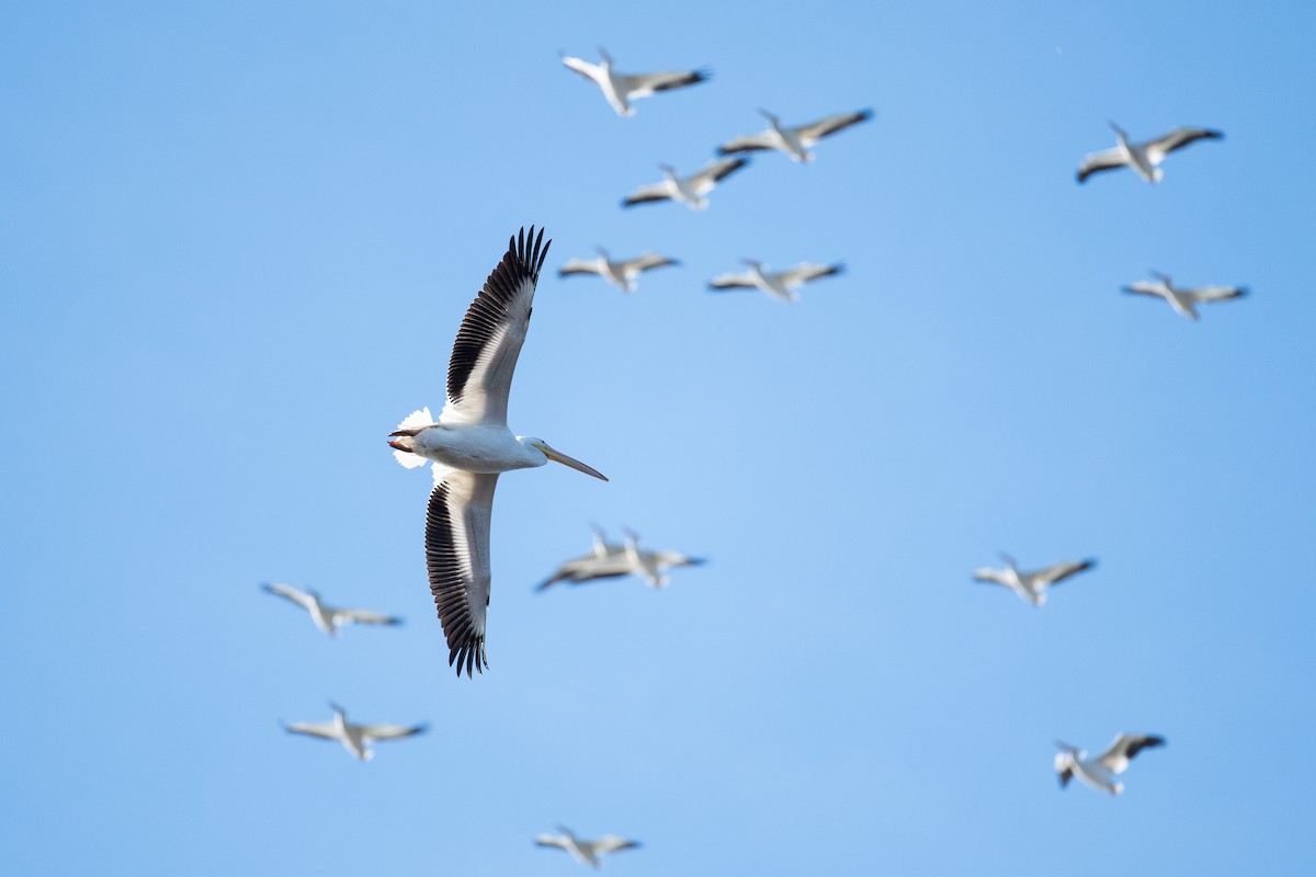 American White Pelican - ML644775529