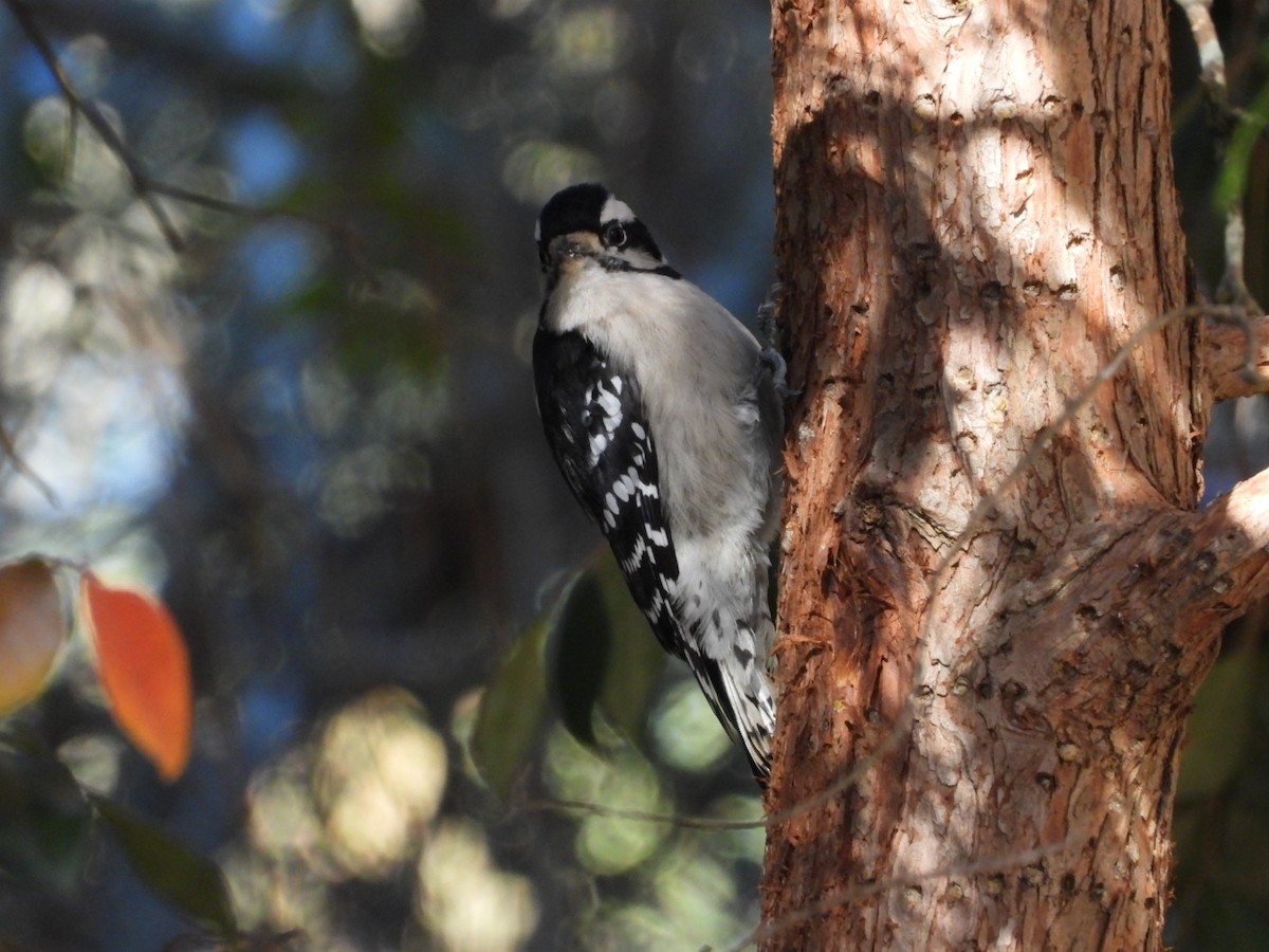 Downy Woodpecker - ML644775531