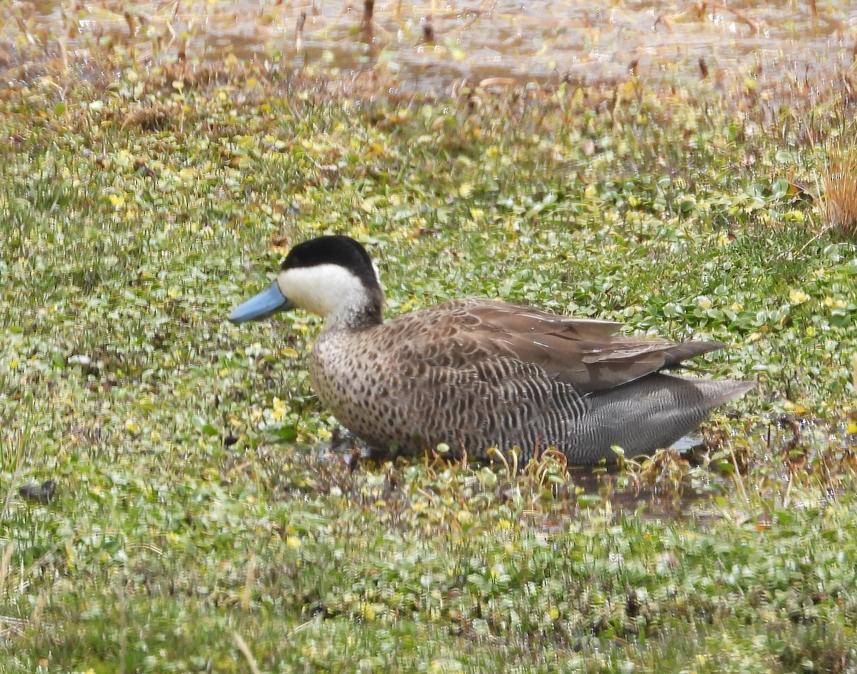 Puna Teal - ML644775533