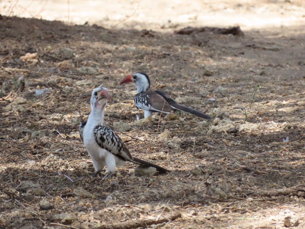 Northern Red-billed Hornbill - ML644775535