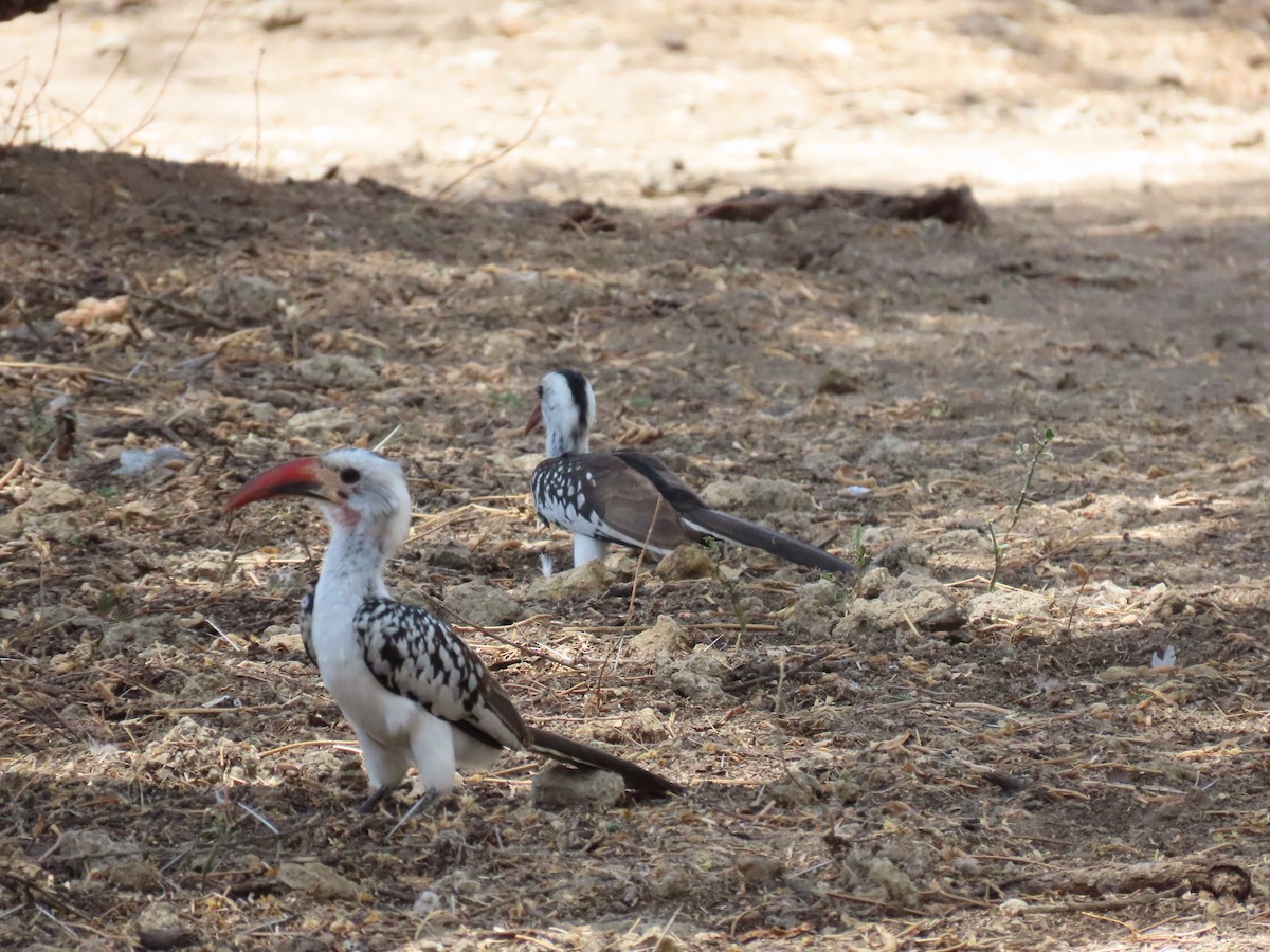 Northern Red-billed Hornbill - ML644775536