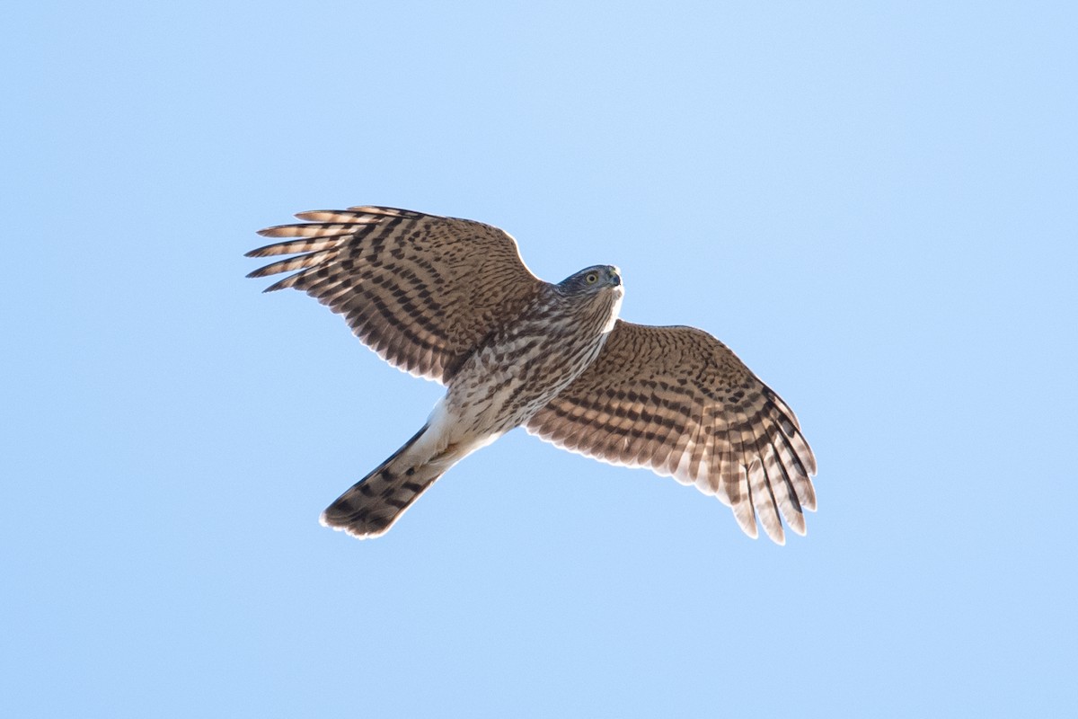 Sharp-shinned Hawk - ML644775542