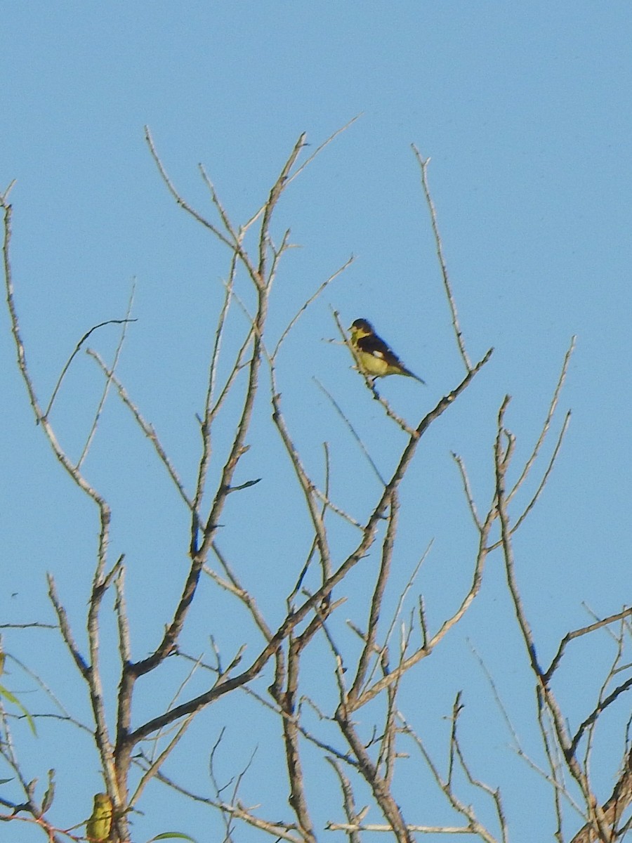 Lesser Goldfinch - ML644775543