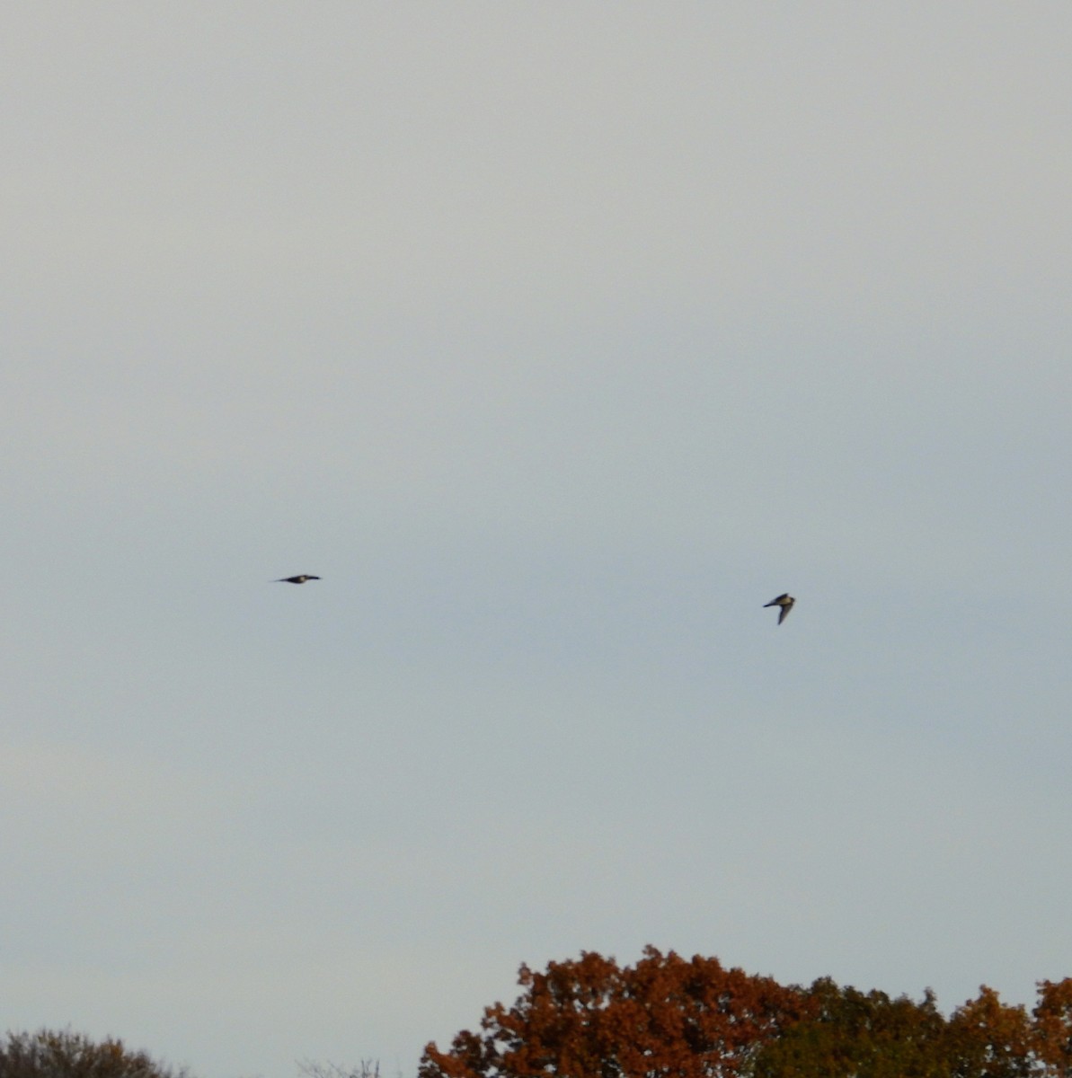 Merlin - ML644775548